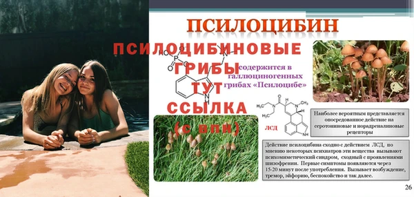 ГАЛЛЮЦИНОГЕННЫЕ ГРИБЫ Аркадак